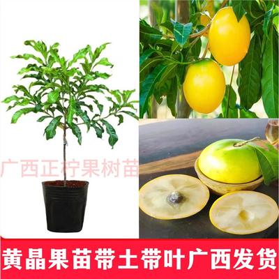 黄晶果树果苗黄金久蜜冬