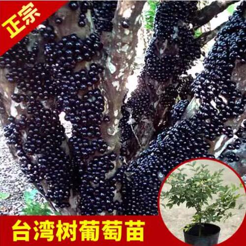 嘉宝果苗树苗 树葡萄苗果树 艾斯卡沙巴四季红妃嘉宝果苗大树带果