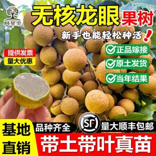 无核龙眼嫁接果树苗四季储良龙眼石硖桂圆苗盆地栽南北方当年结果