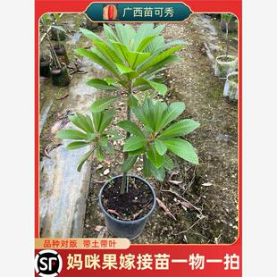 妈咪果树苗新品种马加纳果树苗马梅果苗南方北方种植盆栽庭院四季