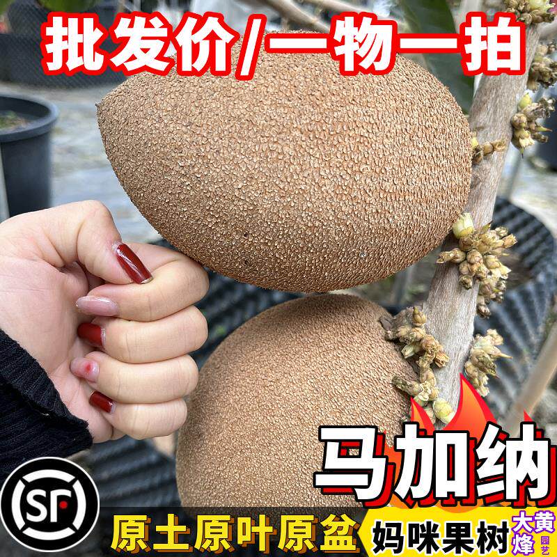 妈咪果苗台湾新品麻美果又名马梅果香甜可口南方庭院地栽盆栽树苗
