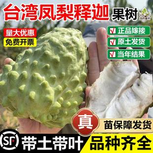 台湾凤梨释迦果嫁接树苗黄龙金玫瑰红佛头果番荔枝盆地栽当年结果