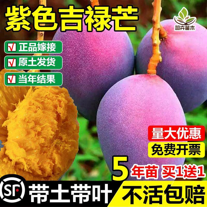 新品种紫色吉禄芒果嫁接树苗红象牙金煌芒苗盆栽地栽树苗当年结果