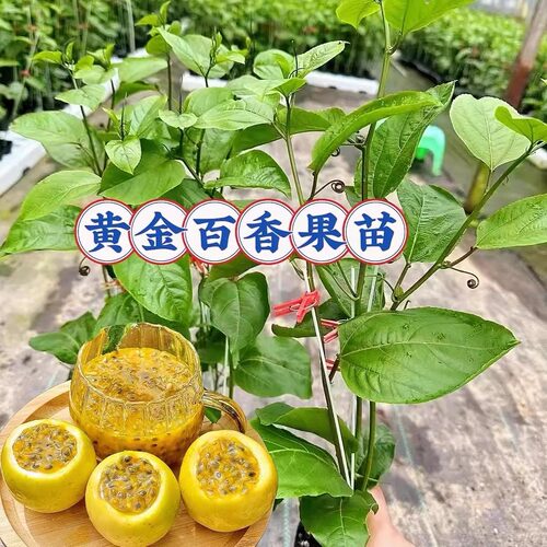 纯甜钦蜜9号黄金百香果树苗带土带叶爬藤阳台庭院当年结果