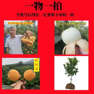 一物一拍自己苗圃繁殖枇杷树苗大五星枇杷春花白玉白雪公主新品种
