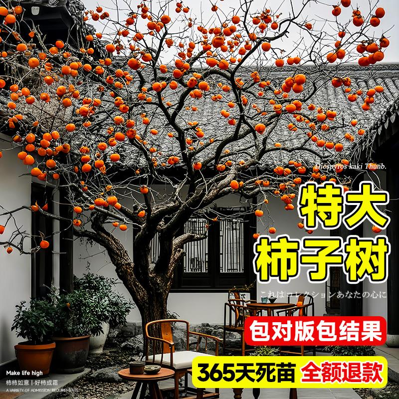 柿子树特大苗脆甜阳丰太