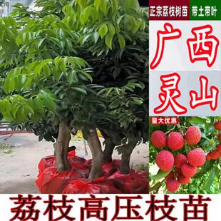 广西灵山桂味荔枝树苗高压圈枝大树果苗仙进奉荔枝王无核带土带叶