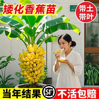 矮化香蕉树苗盆栽地栽芭蕉粉蕉小米蕉耐寒果树苗四季庭院种植绿植