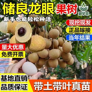 储良龙眼嫁接果树苗石硖四季无核龙眼南北方盆栽地栽桂圆当年结果