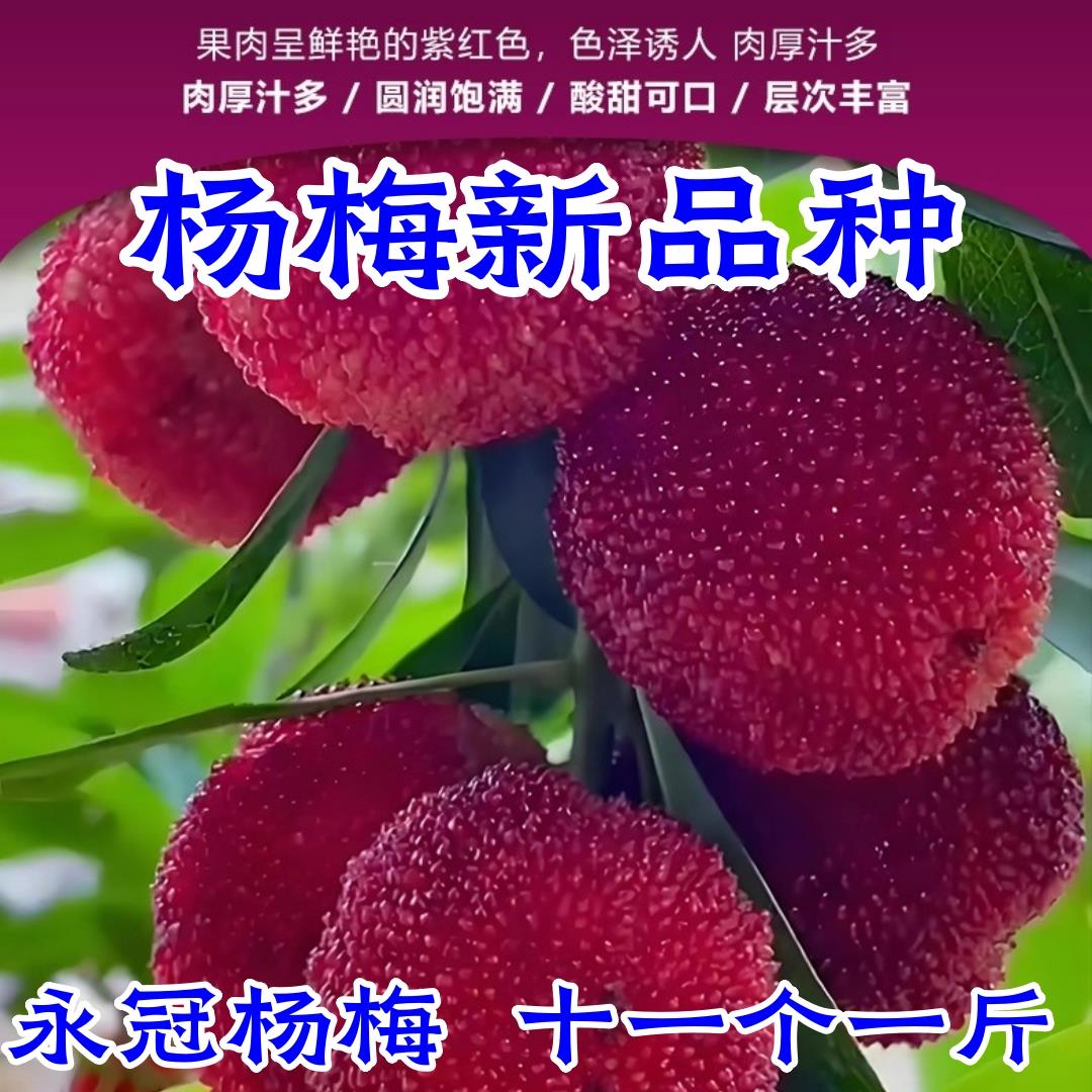 正宗浙江仙居永冠杨梅树树苗特大果东魁杨梅苗嫁接苗新品种杨梅树