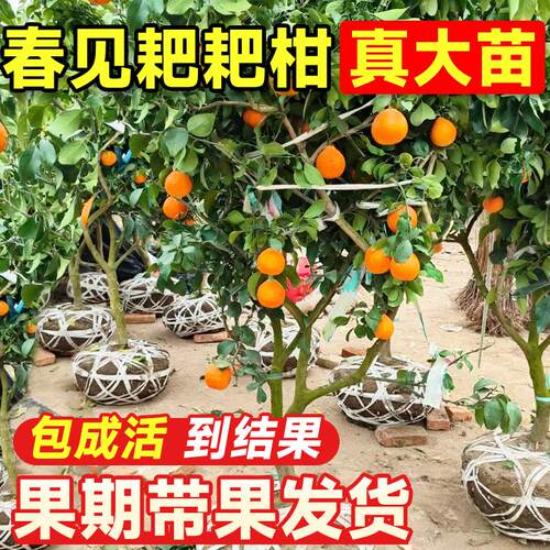 正宗四川春见耙耙柑树苗
