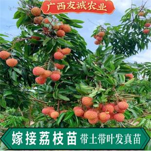 嫁接荔枝苗冰荔果苗桂味粤州红仙进奉糯米糍无核荔枝树苗地栽盆栽