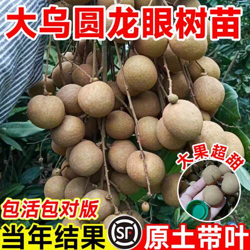 大乌圆龙眼树苖嫁接盆栽