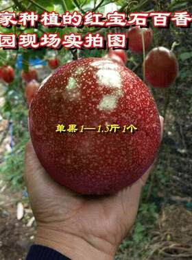 台湾大果红宝石百香果新