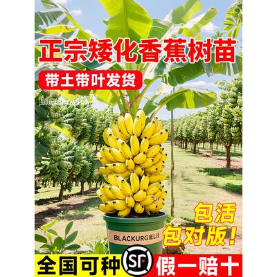 香蕉树苗盆栽地栽芭蕉粉蕉小米蕉耐寒矮化果树苗四季庭院种植绿植