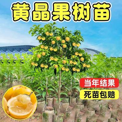冬蜜黄晶果嫁接苗果树大