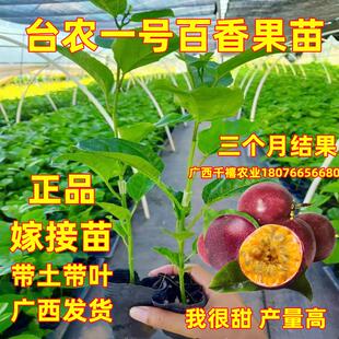 台农一号百香果嫁接苗三个月结果四季品种香甜多汁阳台庭院盆栽