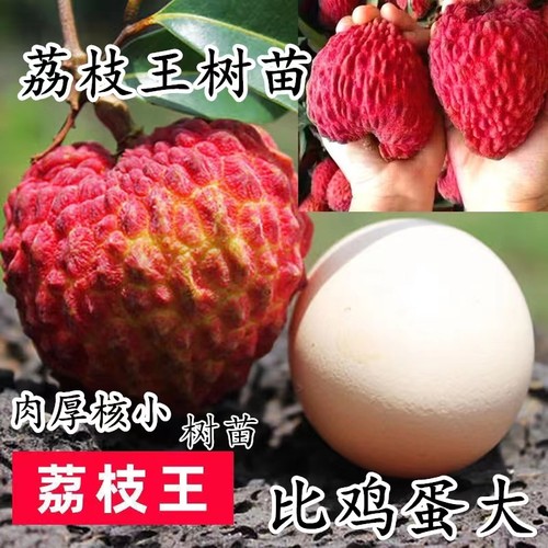新品种耐寒荔枝王树苗当年结果