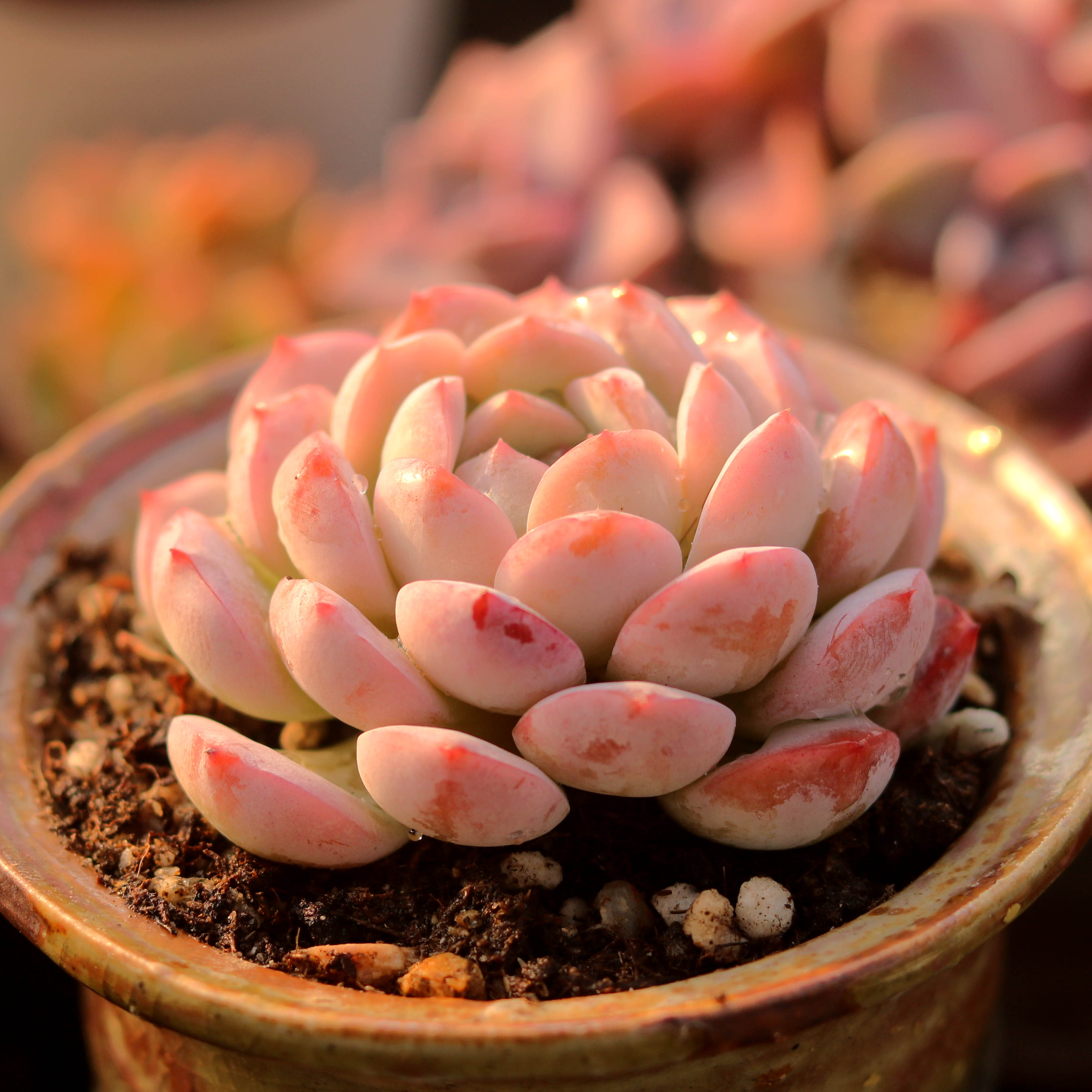 恩宠格瑞斯多肉植物控养肉肉状态好室内阳台趣味花卉盆栽指间园艺