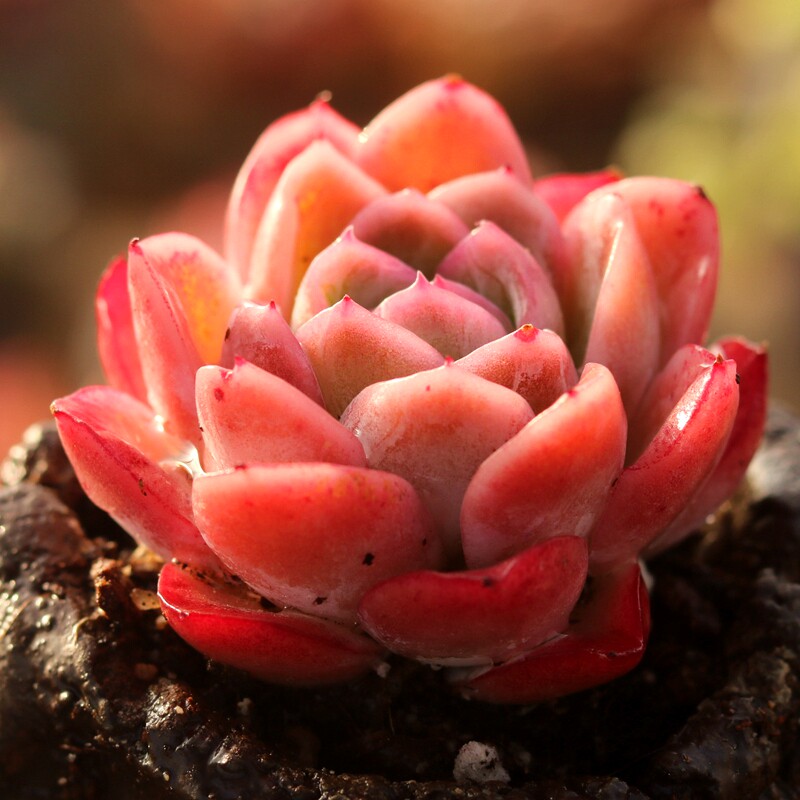 落樱多肉植物一物一拍精控萌肉室内阳台趣味花卉组合盆栽指间园艺