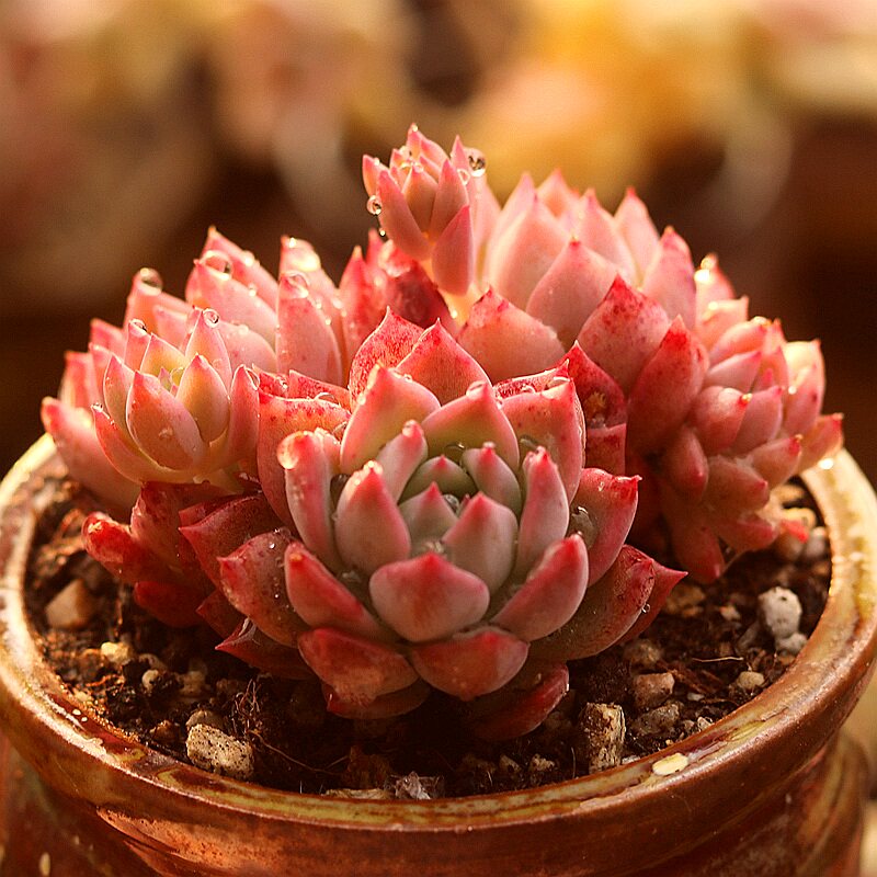 霜花多肉植物一物一拍新手萌肉室内阳台趣味花卉组合盆栽指间园艺