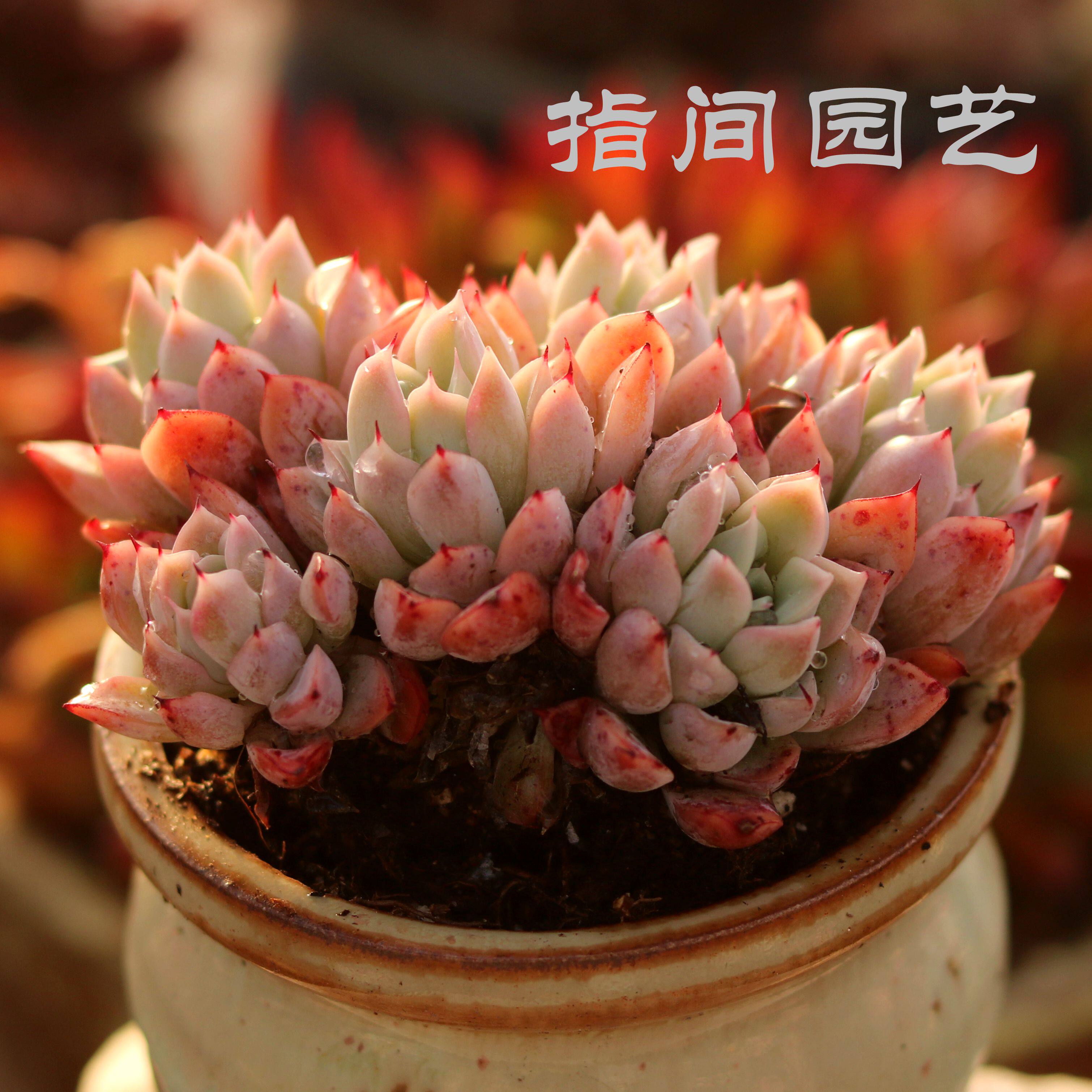 洞庭湖 多肉植物 暗纹系 多头大群 室内阳台花卉趣味盆栽指间园艺