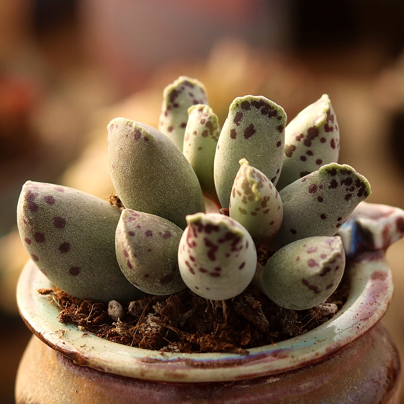 海豹水泡多肉室内好养组合盆栽