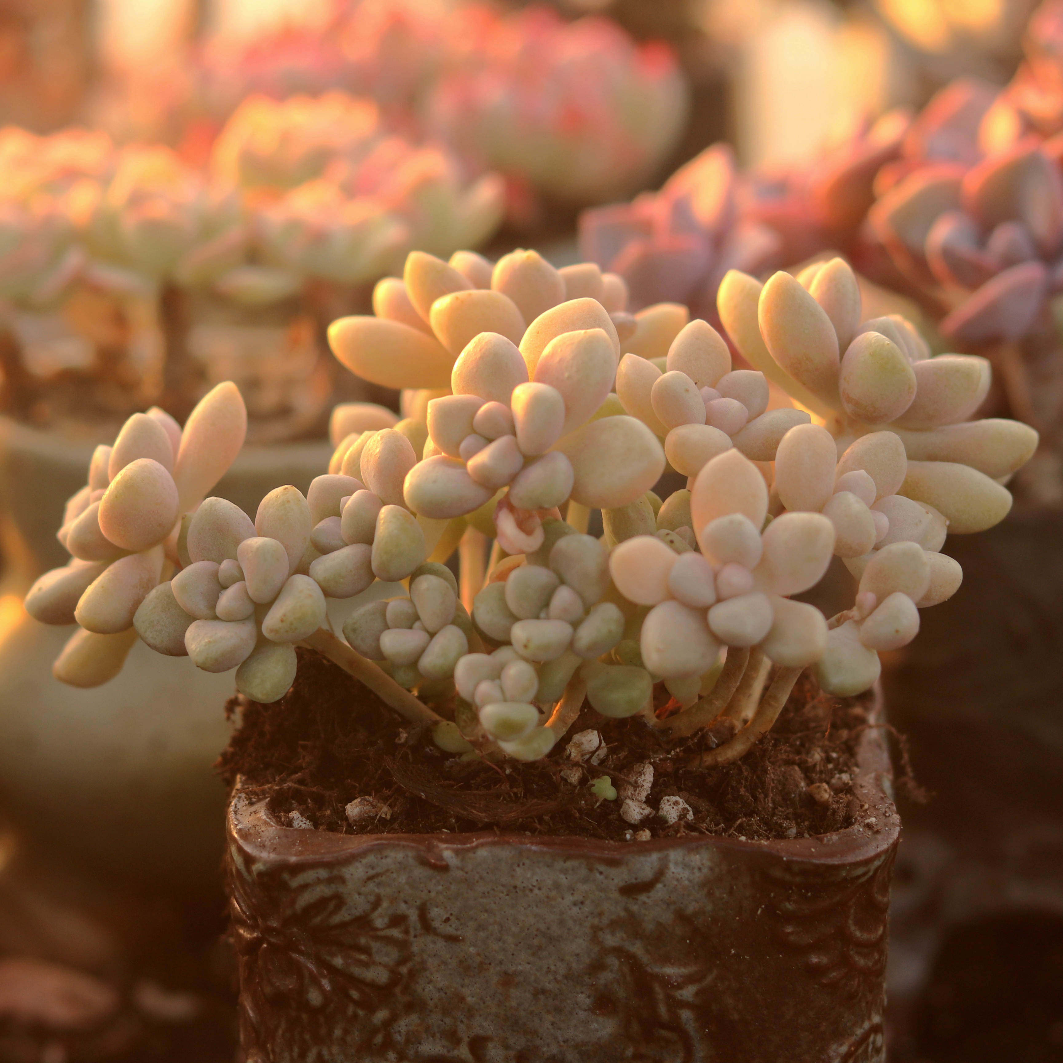 丸叶姬秋丽多肉植物多头群生老桩 室内阳台趣味花卉盆栽 指间园艺