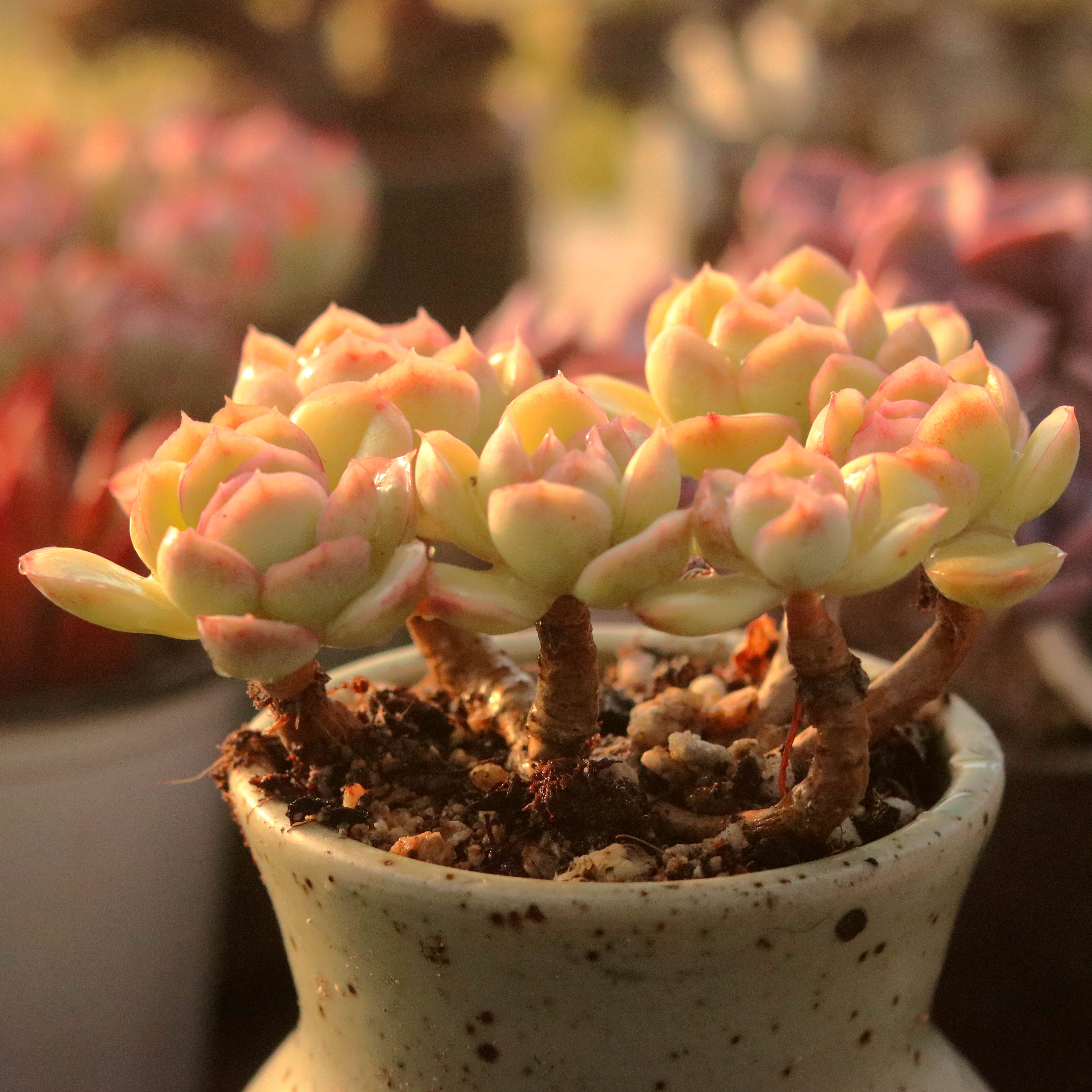 草莓冰多肉植物控养多头老桩 室内阳台趣味花卉组合盆栽 指间园艺