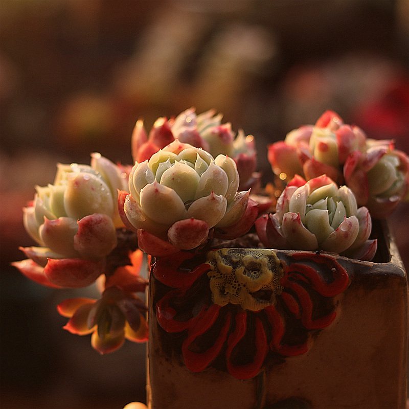 鬼魅多肉植物月影系大群肉肉室内阳台花卉趣味盆栽吸甲醛指间园艺