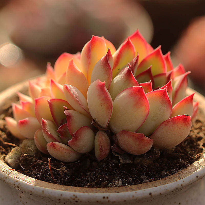 红边墨西哥灵隐多肉植物 新手好养品种室内阳台趣味盆栽 指间园艺