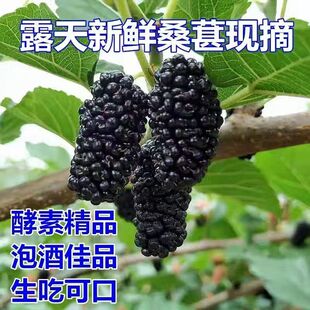2026新鲜桑椹鲜桑葚果泡酒孕妇桑果野生特级无沙生吃孕妇精品酵素