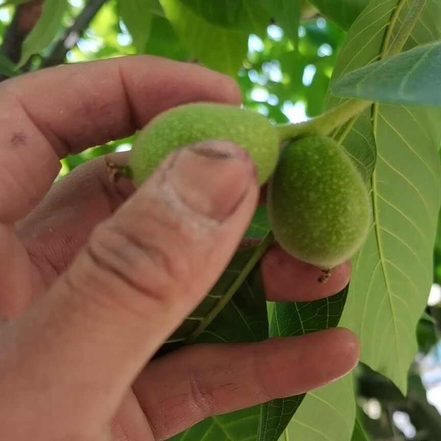 新鲜青皮幼核桃嫩汁液外用内用泡酒煮水鲜核桃带青皮非去皮药用