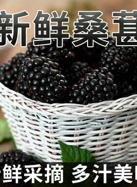 2026新鲜桑椹鲜桑葚果泡酒孕妇桑果野生特级无沙生吃孕妇精品酵素