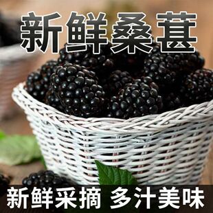 2026新鲜桑椹鲜桑葚果泡酒孕妇桑果野生特级无沙生吃孕妇精品酵素