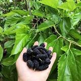 新鲜桑葚现摘现发