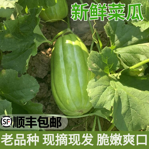 新鲜菜瓜现摘现发5斤顺丰包邮