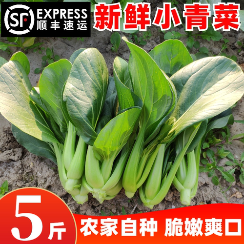 农家新鲜小青菜苏州青青菜