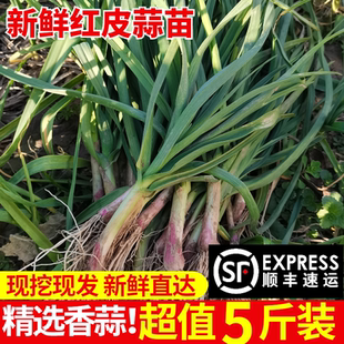 苏北农家新鲜青蒜苗红皮蒜苗本地嫩蒜苗紫皮香蒜苗大蒜叶蔬菜5斤