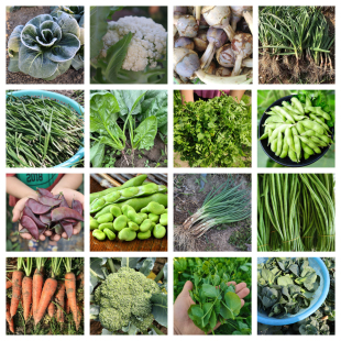 苏北农家新鲜时令组合蔬菜辣椒长豆角扁豆包菜紫茄子丝瓜毛豆混搭