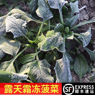 苏北农家露天霜冻新鲜小菠菜本地红根菠菜矮脚小叶汤菠菜3斤包邮