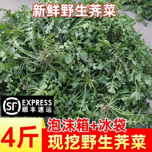 现挖新鲜荠菜野生荠荠菜菜野菜地混沌饺子包子春卷馅4斤 包邮