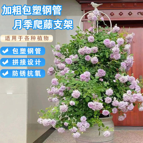 爬藤架户外阳台月季铁线莲花柱花藤支架园艺风车茉莉花架子支撑杆