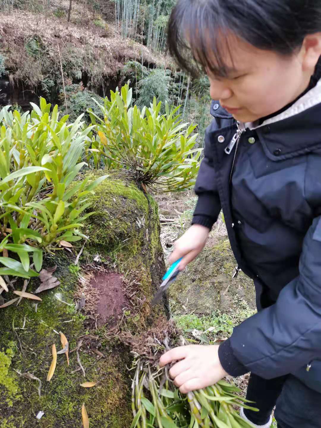 绿植贵州赤水云南霍山鲜花石斛苗