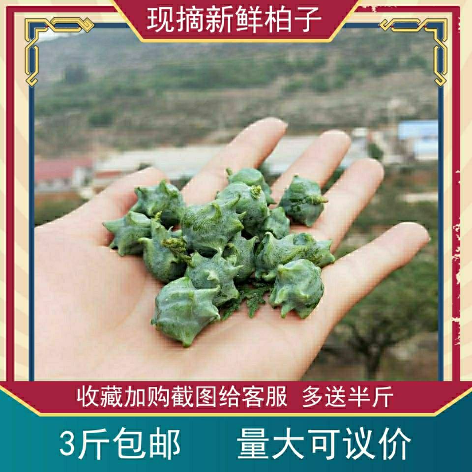 野生新鲜侧柏籽柏树籽侧柏果黑发