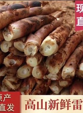 正宗临安雷笋新鲜现挖天目山春笋脆嫩农家自种当季脆嫩无渣鲜笋