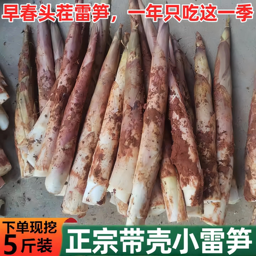临安天目山雷笋现挖5斤