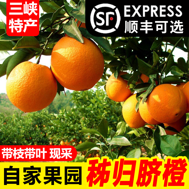 【带枝带叶】秭归纽荷尔+九月红