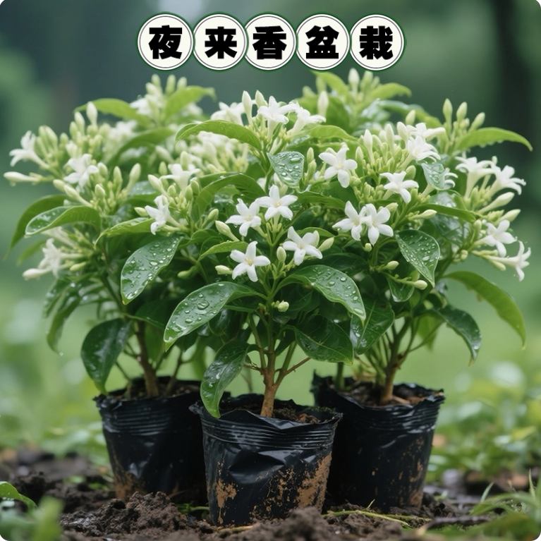 夜来香花苗盆栽阳台庭院夏季驱蚊香草树苗夜兰香植物花卉当年开花