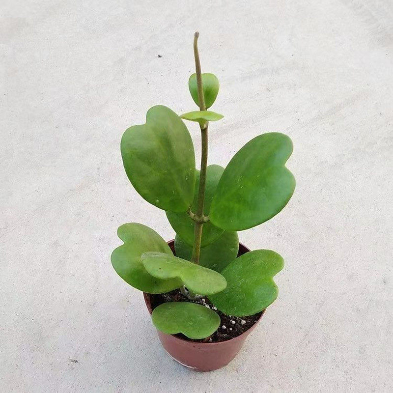 心叶球兰锦爱心多肉心形攀藤心型多肉植物室内防辐射盆栽花卉绿植